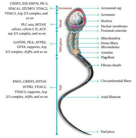 draw a well labelled diagram of human spermatozoa - Brainly.in