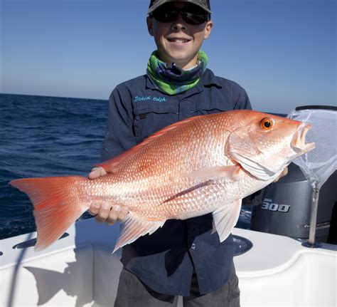 Snapper A Guide to Buying and Cooking Red Snapper : Recipes and ...