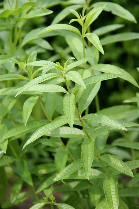 Lemon Verbena Zones at Patricia Sheffield blog