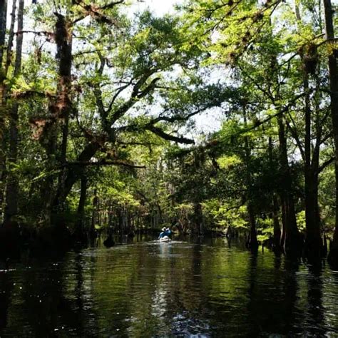 Swamp Biome 的图像结果