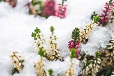 fiori invernali fiori invernali quali sono un elenco dettagliato fiori invernali fiori invernali quali sono un elenco dettagliato