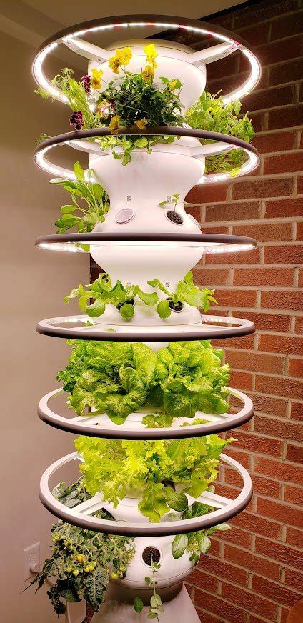 Getting Started with Hydroponics — Bob's Market and Greenhouses