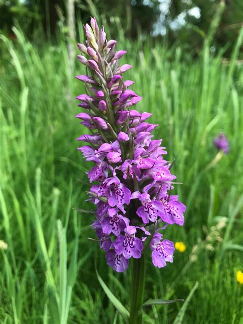 Beautiful orchid? Southern marsh orchid? Hmm 🤔 | Beautiful orchids ...