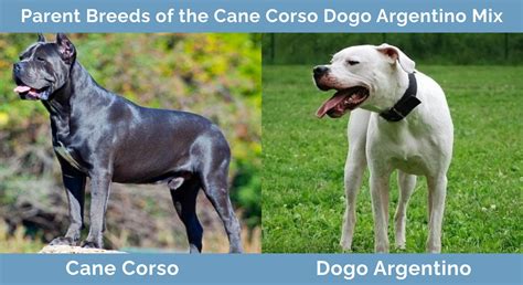 Cane Corso Dogo Argentino Mix: Info, Pictures, Traits & Facts | Hepper ...