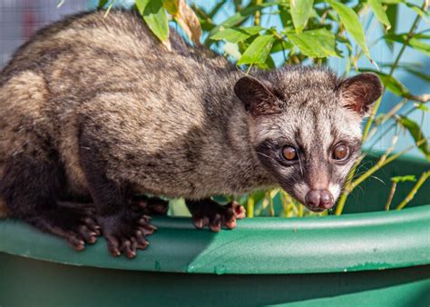 Asian Palm Civet