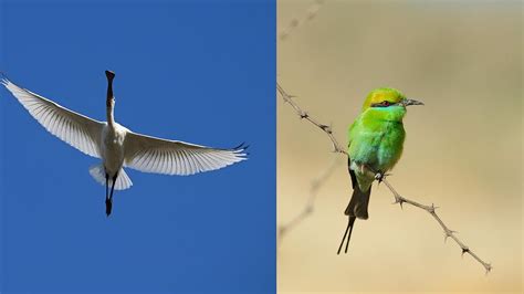 WINGS 2025: Over 300 Participants Document 271 Bird Species In Mumbai ...