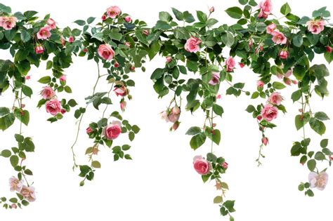 Tropical Creeper Roses Isolated On White Background | Premium AI ...