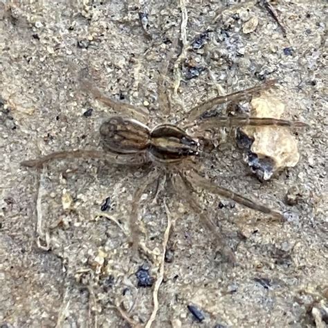 Wolf Spiders from Ray Roberts Lake State Park, Denton, TX, US on ...