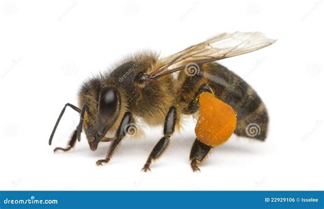 Western Honey Bee Or European Honey Bee Apis Mellifera On Trumpet Vine ...