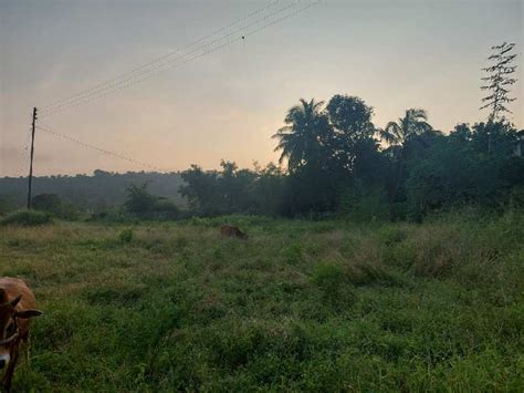 110 Guntha Agricultural/Farm Land for Sale in Athola, Silvassa - by ...