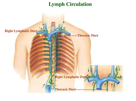 Image result for Lymphatic System Flow