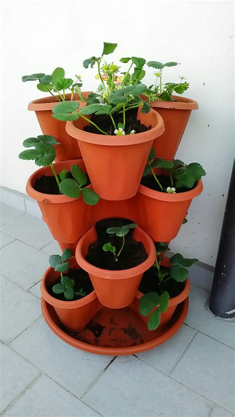 Tips for growing container strawberries – Artofit