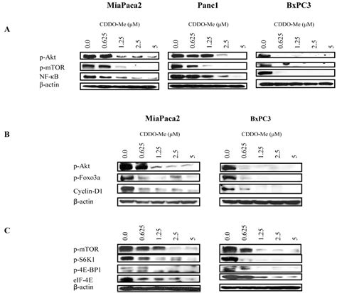 CDDO-Me: A Novel Synthetic Triterpenoid for the Treatment of Pancreatic ...