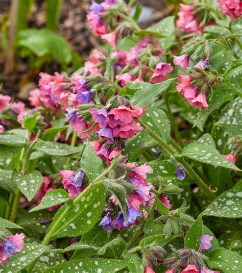 Low Growing Perennials For Borders – GMLYP