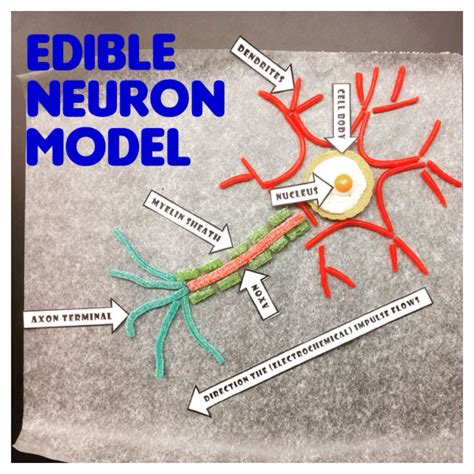 Pin by Shannon Salmons on Challenge A | Nervous system projects, Neuron ...