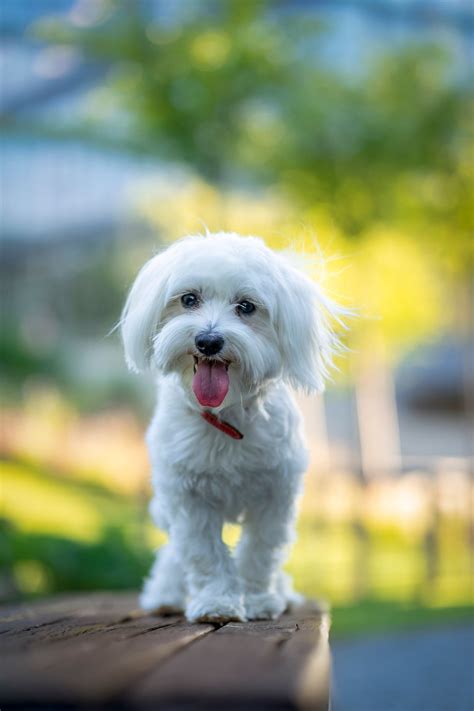27 Hypoallergenic Dog Breeds That Are Best for Allergies