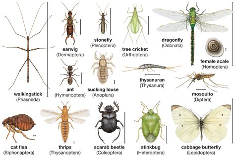 6 Common Insects Youll Find Eating Your Zinnias