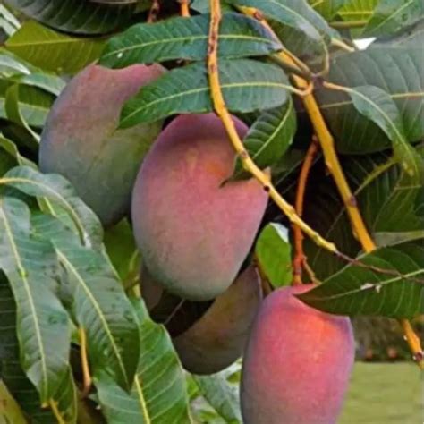 Choose the Arunika Mango Plant for early-bearing, sweet, and fiberless ...