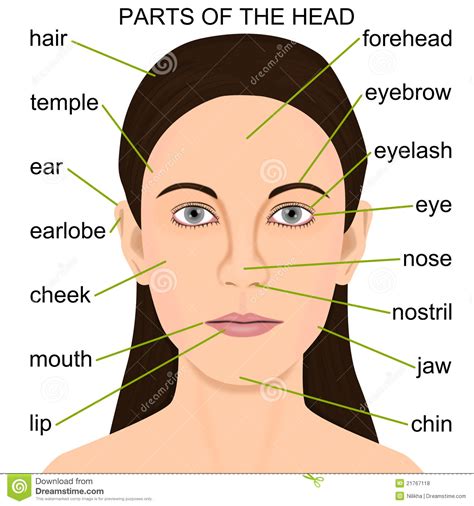 El inglés por el inglés: IDIOMA: 2. Vocabulary Bank: The Human Body (Head)