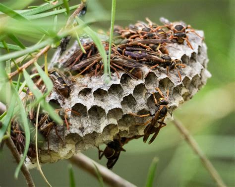 Wasp Nest Identification Online | cityofclovis.org