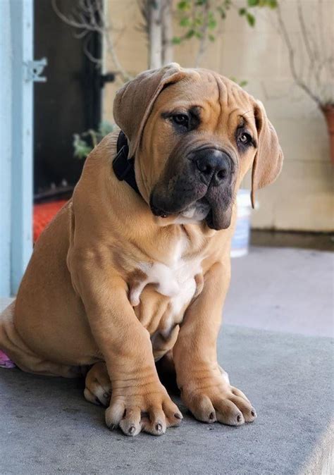This Cute Boerboel 🐶  : r/cute
