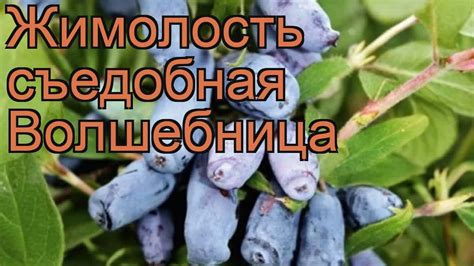 Жимолость съедобная Волшебница (volshebnitca) 🌿 обзор: как сажать ...