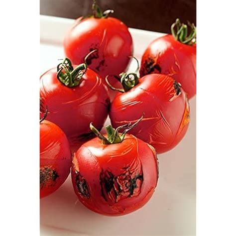 Iwatani PRO2 Culinary Professional Kitchen Butane India | Ubuy