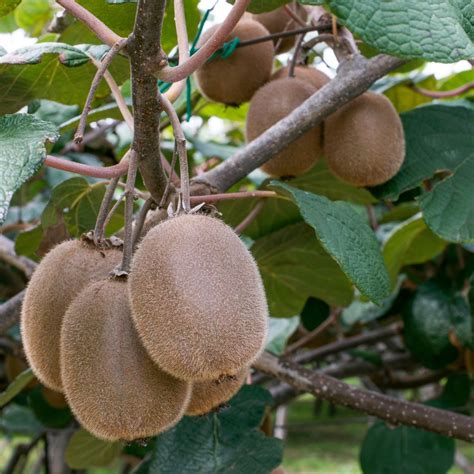 Can You Grow Kiwi In Michigan