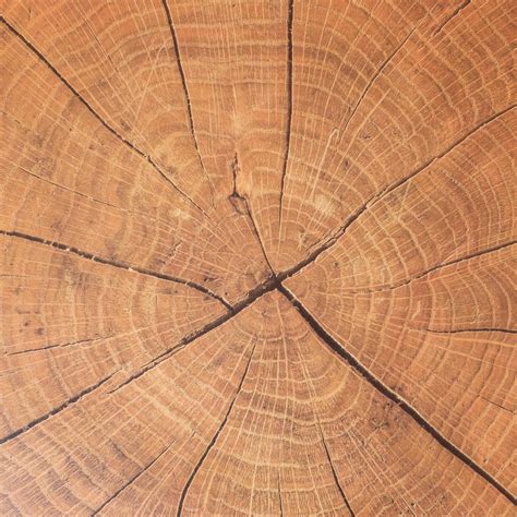 Wood Table Mat Set of 6 Online - Premium Table Mat | Nestasia
