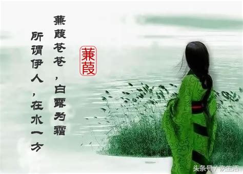 蒹葭苍苍，白露为霜；所谓伊人，在水一方-中国诗歌网
