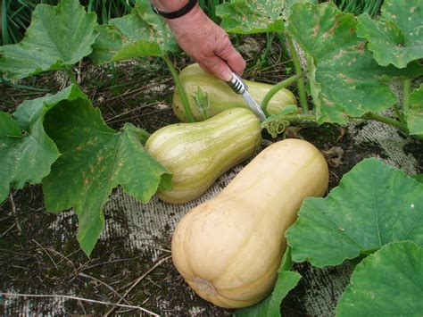 What Color Is A Butternut Squash at Carolann Ness blog