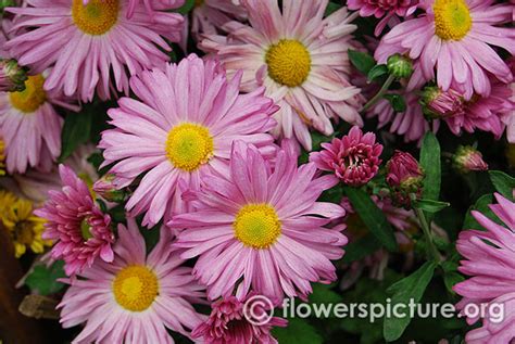 Chrysanthemum flower varieties