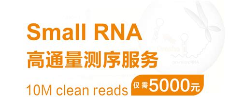 Small Activatingrna 的图像结果