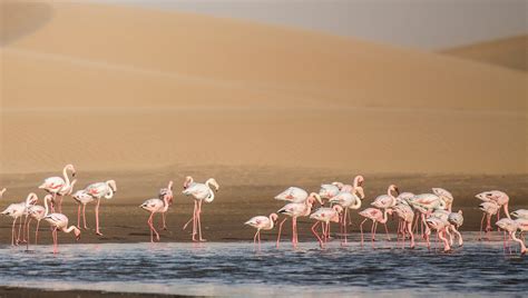 Walvis Bay, cruises to Namibia | MSC Cruises