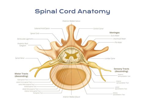 Spinal Cord Diagram Labeled
