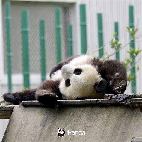 你不知道的大熊猫故事_熊猫频道