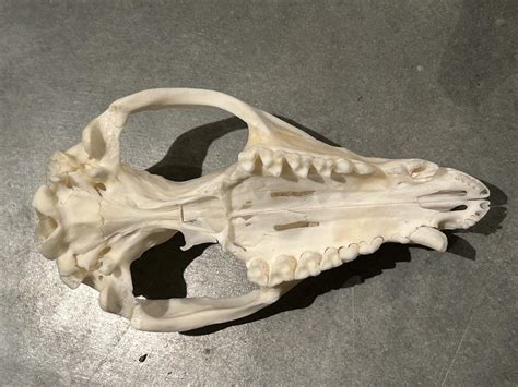 Virginia Opossum Skull #00785 - Craniates Curiosites: Oddity Sales and ...