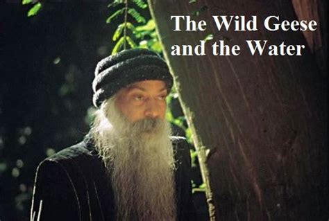 The Wild Geese and the Water - Oshodhara Community