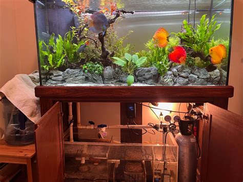 Discus Tank 的图像结果