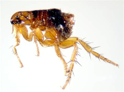 Pulgas en la casa, apartamento: de dónde vienen y cómo deshacerse ...