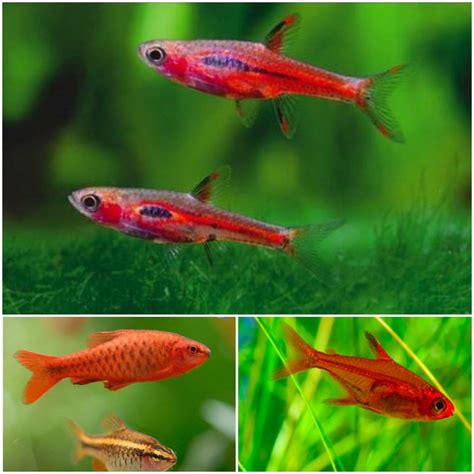 Most Bright Red Fish - 1. Chilli Rasbora, 2. Cherry Barb, 3. Ember ...
