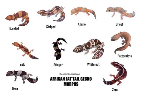 26 African Fat-Tailed Gecko Morphs & Colors (with Pictures)