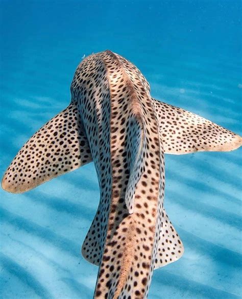 Download Leopard Shark Underwater Photography Wallpaper | Wallpapers.com