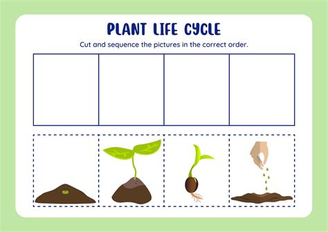 Life Cycle Of A Plant Sequencing Worksheet