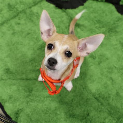 Adopt Khaleesi Today - Find Paw Pal