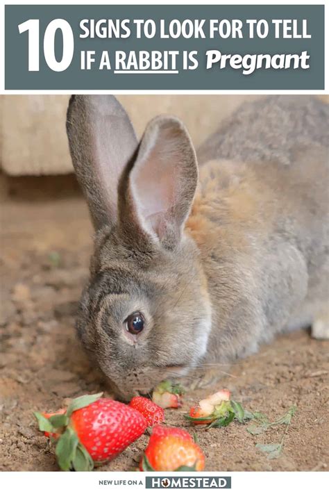 10 Signs To Look for To Tell if a Rabbit Is Pregnant