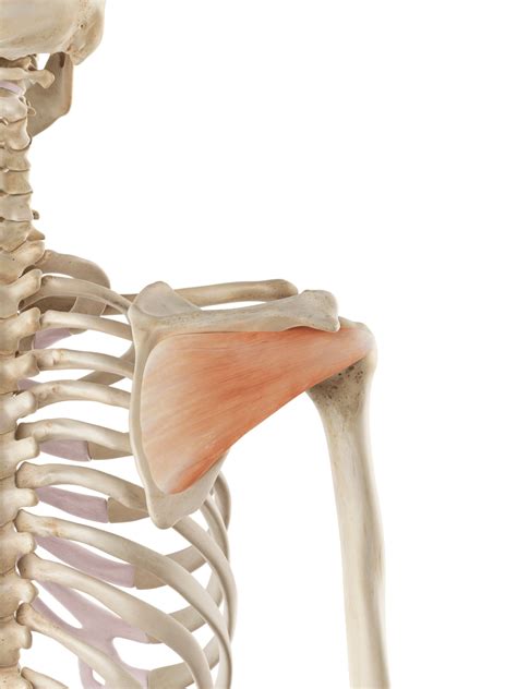 8 Best Subscapularis Muscle Exercises for Rotator Cuff - Katie E Good