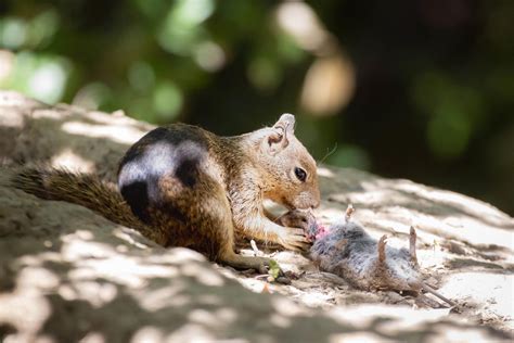 Forget Nuts – California Squirrels Are Hunting for Meat