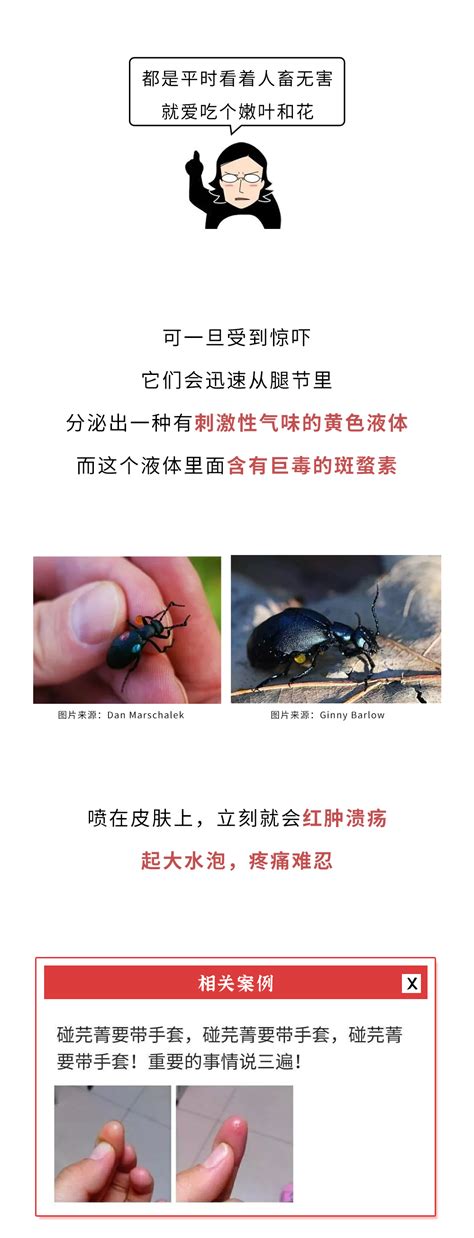 这5种路边常见的虫子，千万不要随便碰_澎湃号·湃客_澎湃新闻-The Paper