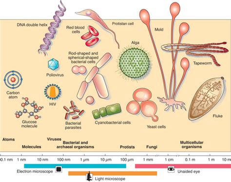 Microbiology 的图像结果